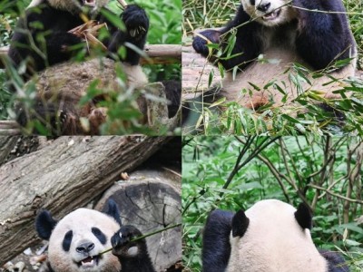 游览都江堰-成都熊猫繁殖基地